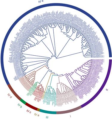 Identification, function validation and haplotype analysis of salt-tolerant genes of lectin receptor kinase gene family in sorghum (Sorghum bicolor L.)